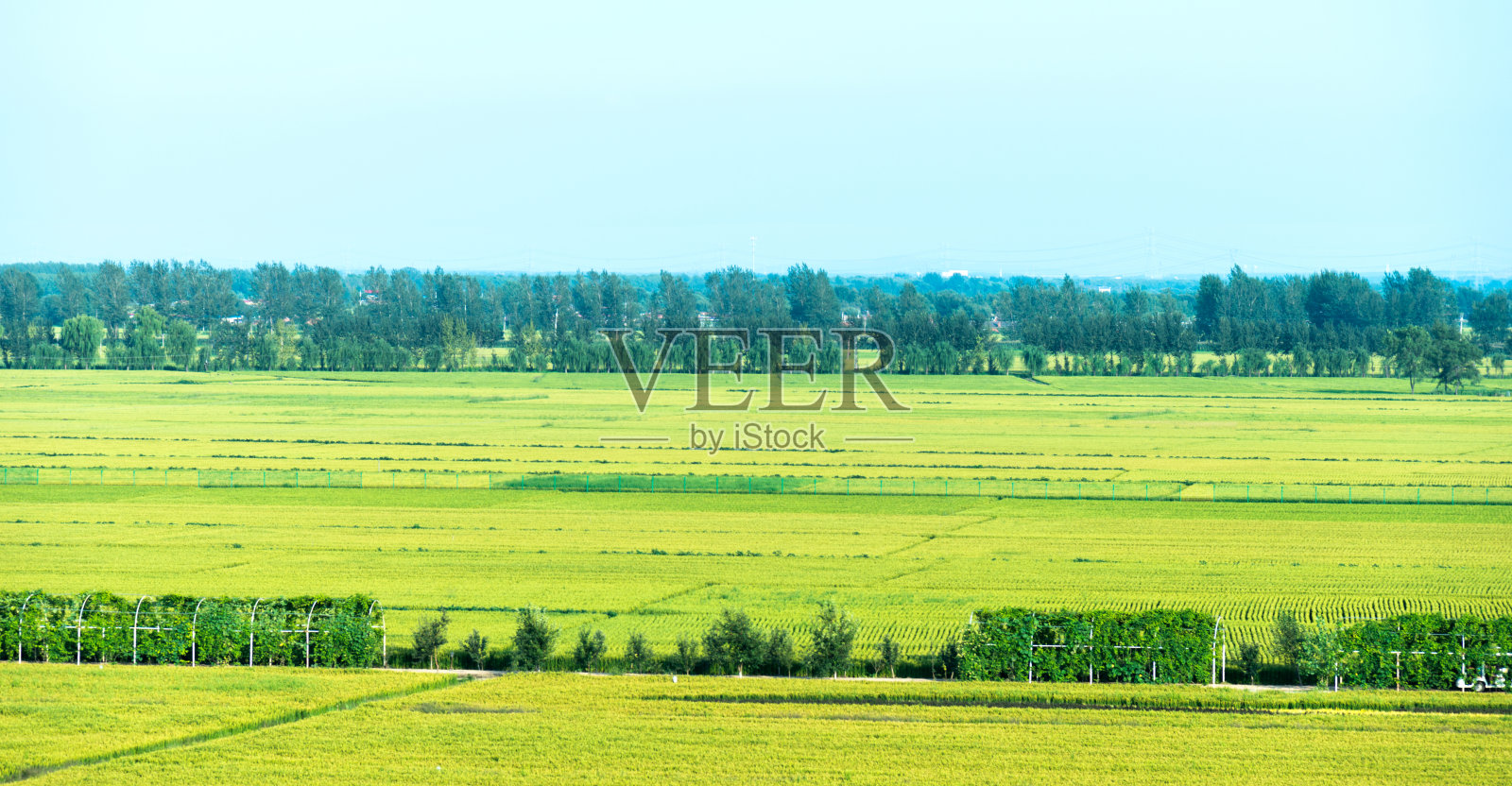 蓝天下碧绿的稻田照片摄影图片