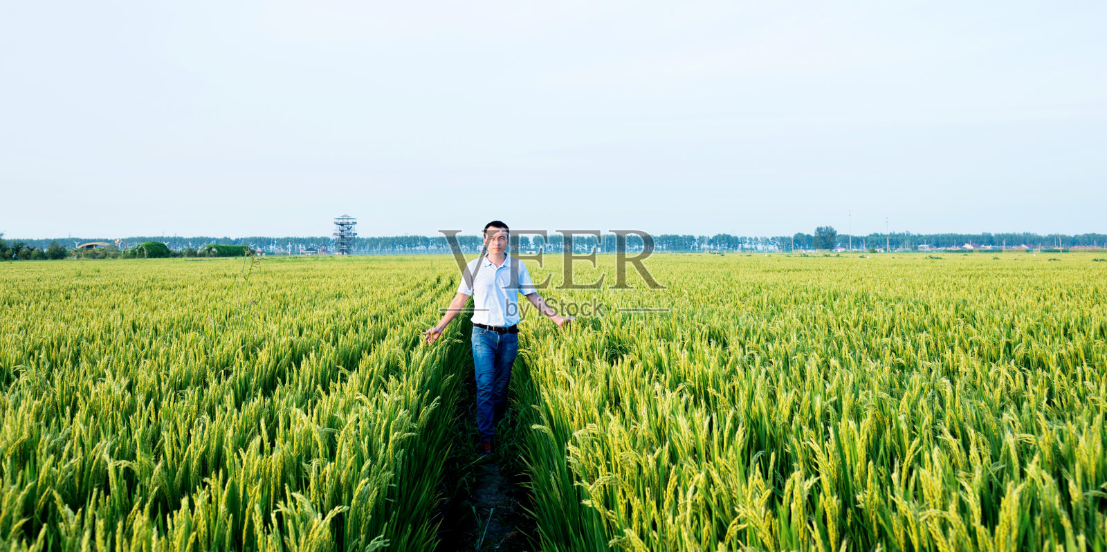 一个人走在稻田里照片摄影图片