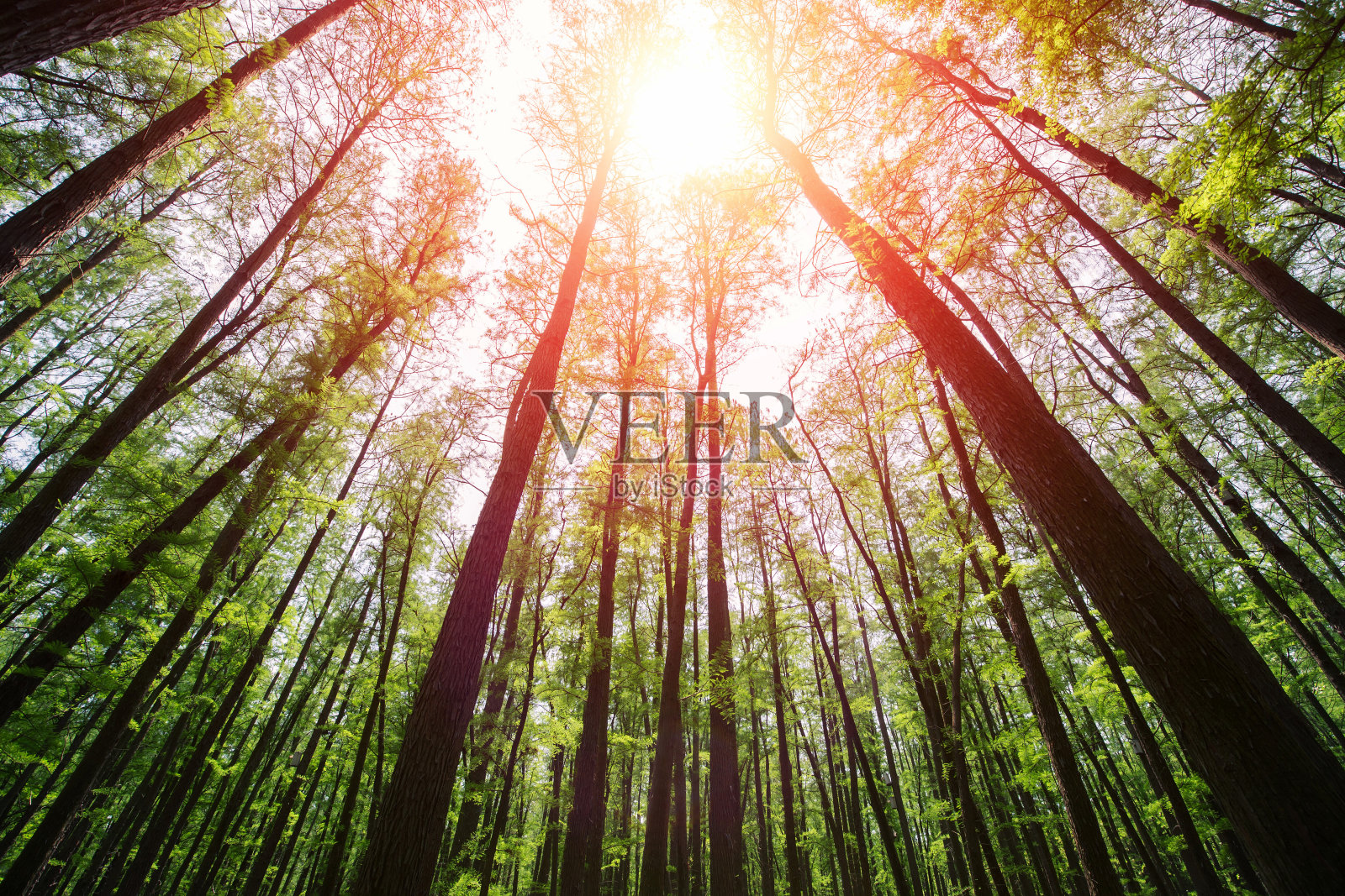 阳光在山毛榉树森林照片摄影图片