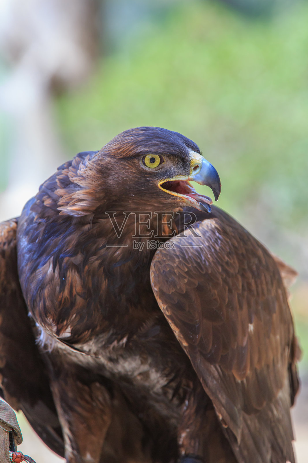 金鹰(Aquila chrysaetos)照片摄影图片