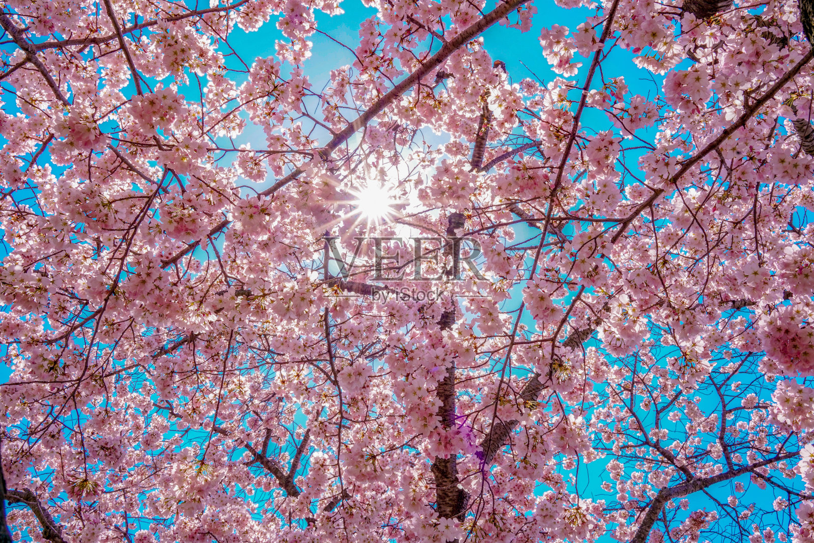 华盛顿特区的樱花照片摄影图片