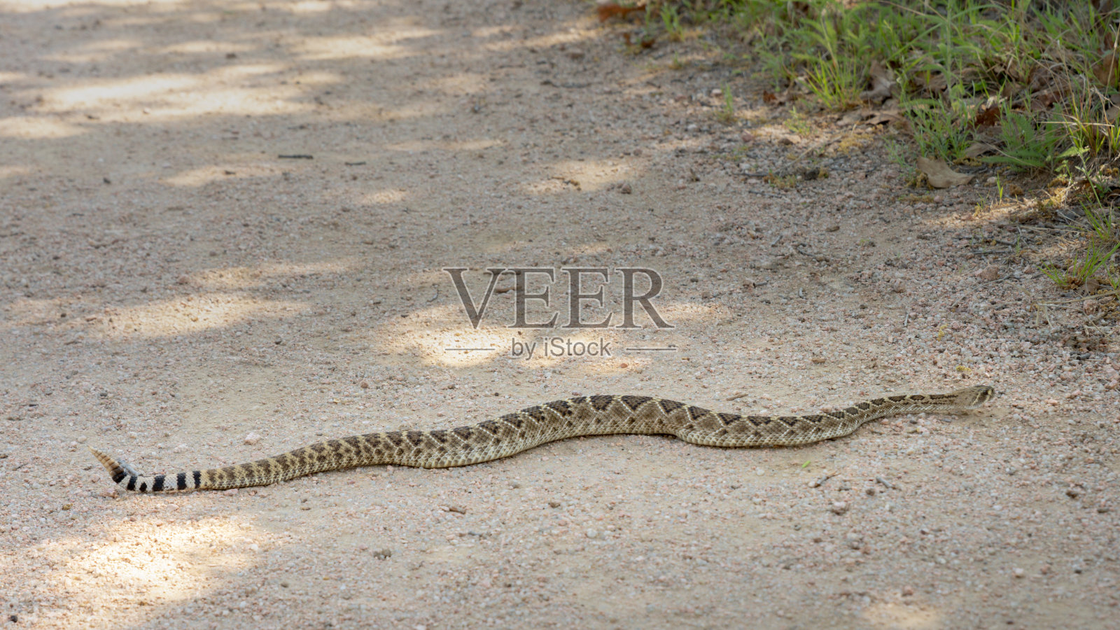 徒步小径上的德克萨斯大响尾蛇照片摄影图片