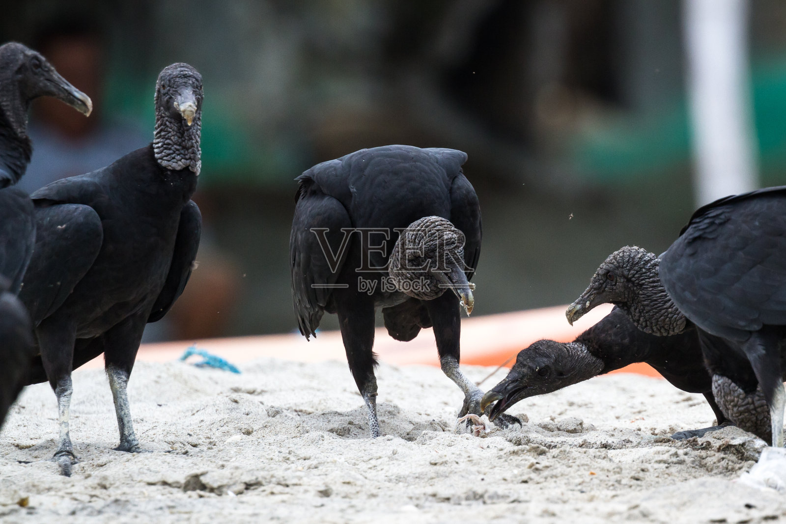 海滩上的黑色秃鹫照片摄影图片