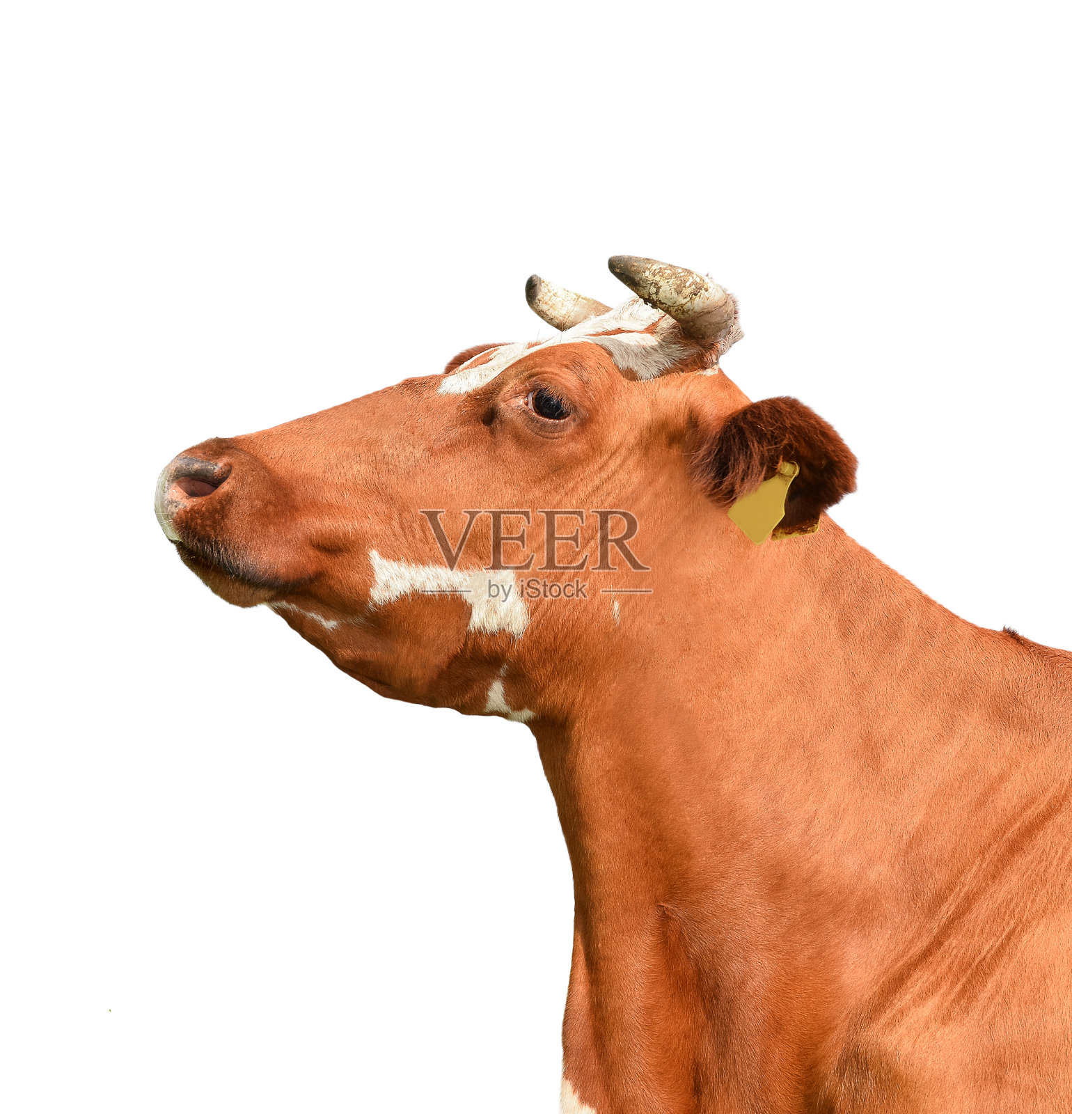 牛孤立。红色滑稽的奶牛肖像特写。农场动物。照片摄影图片