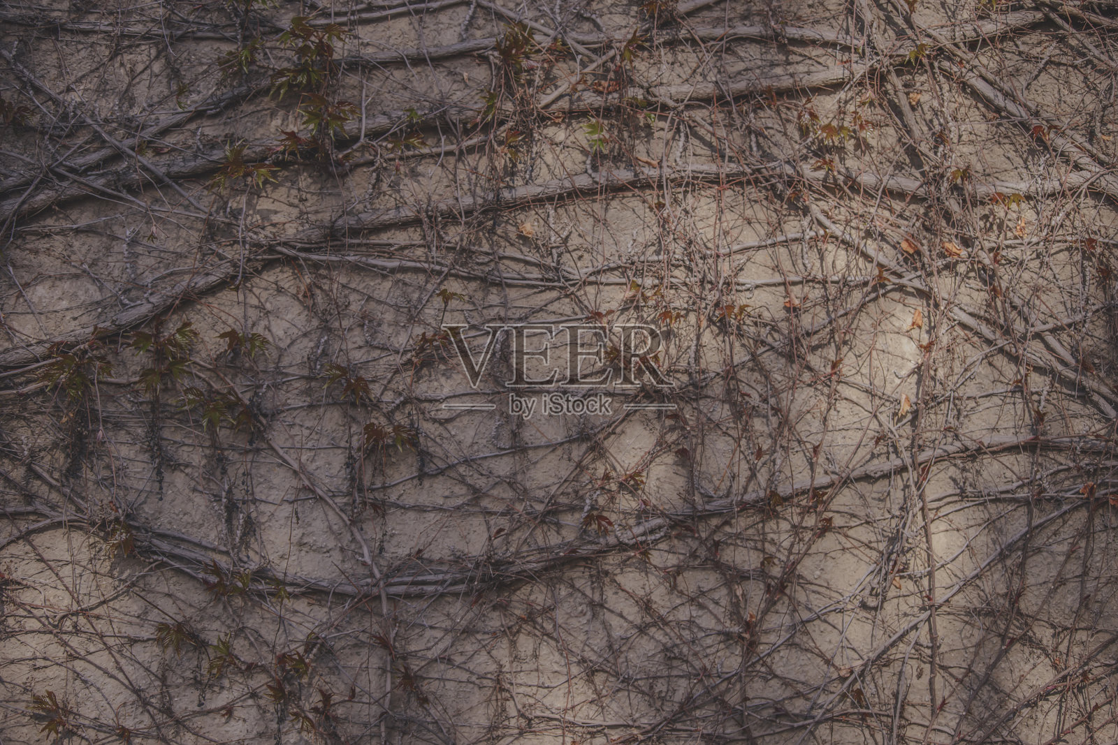 抽象纹理的树枝卷曲在石头上，背景。照片摄影图片