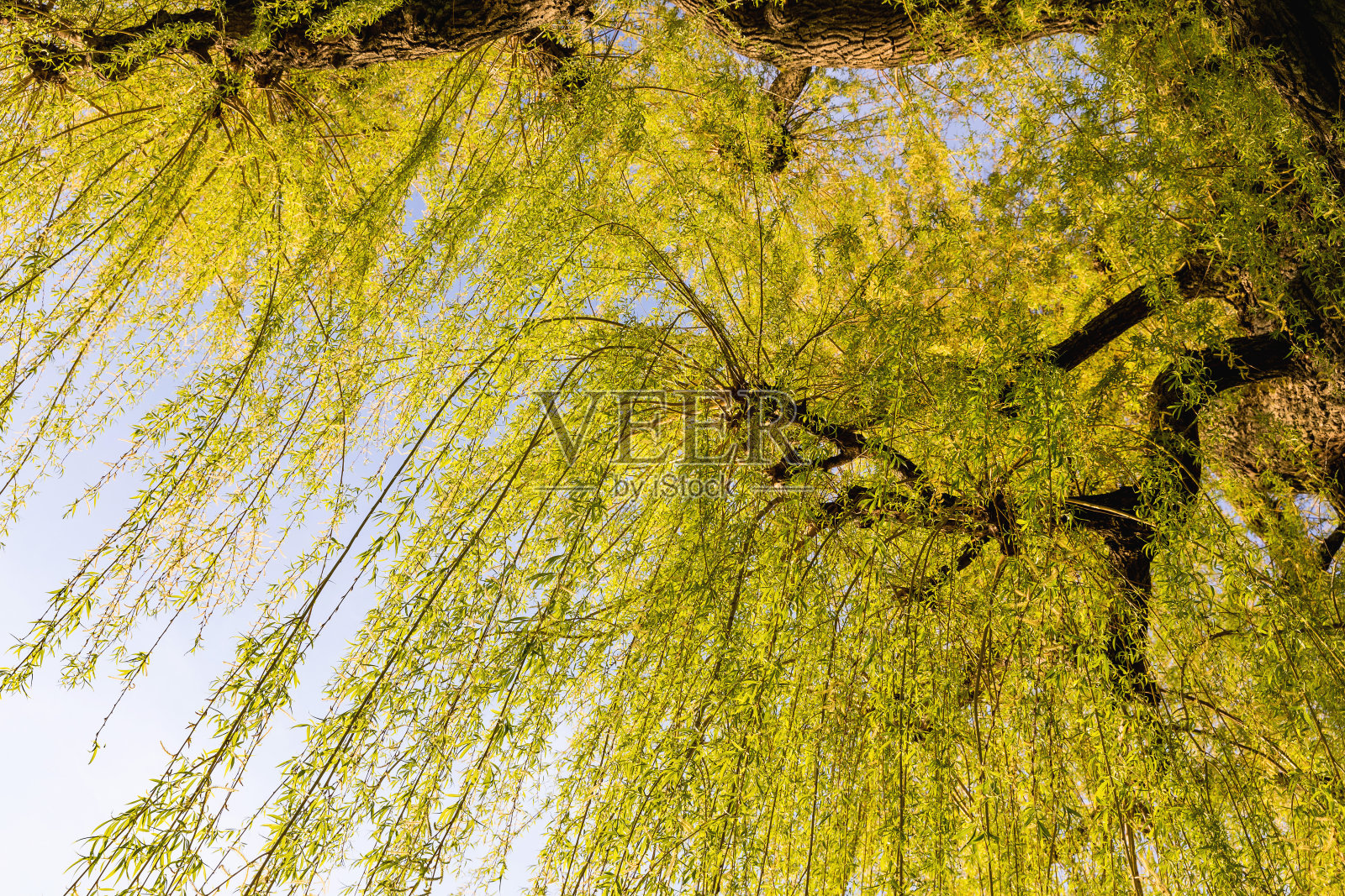 春芽柳树绿叶照片摄影图片