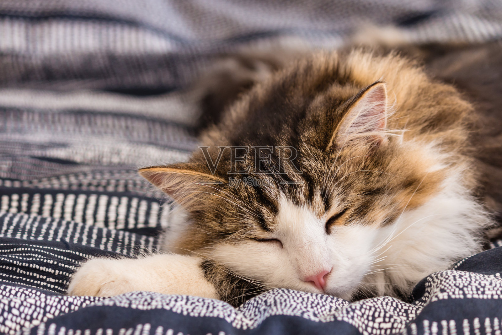 可爱的虎斑猫睡在蓝色的羽绒被照片摄影图片