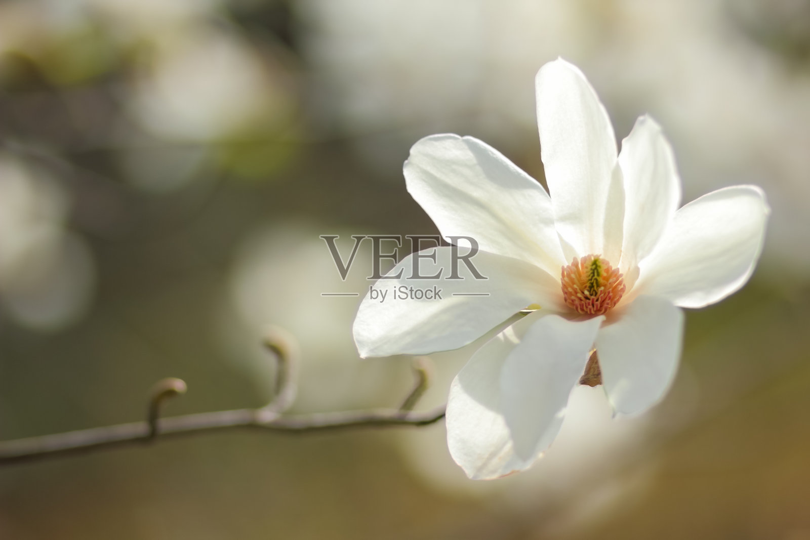 白玉兰Kobus，白玉兰花在阳光下，一个模糊的背景，一个未开放的蓓蕾，一个美丽的自然背景，一个空白的设计师，一个春天的植物园照片摄影图片