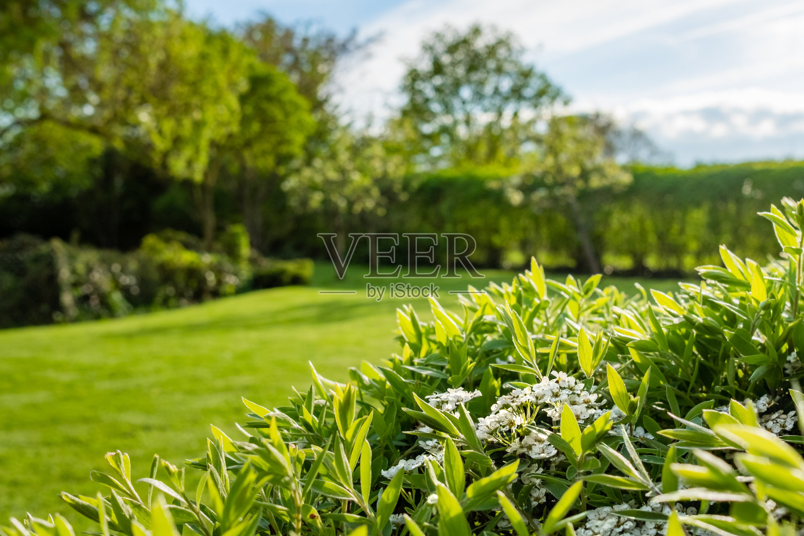 浅聚焦图像，新出现的白色花在一个大的灌木丛上看到位于一个大的，维护良好的夏季花园。照片摄影图片