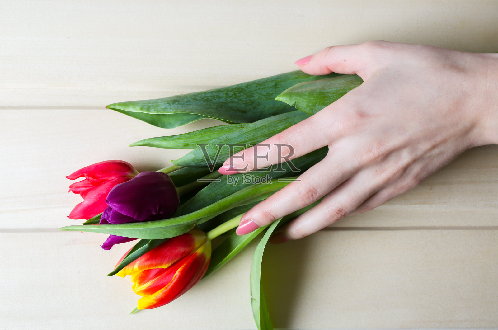 女人手里拿着三朵春天鲜艳的郁金香。多彩的母亲节或国际妇女节的邀请。极简的亮花背景，用于广告和促销。女人手里的花束。照片摄影图片