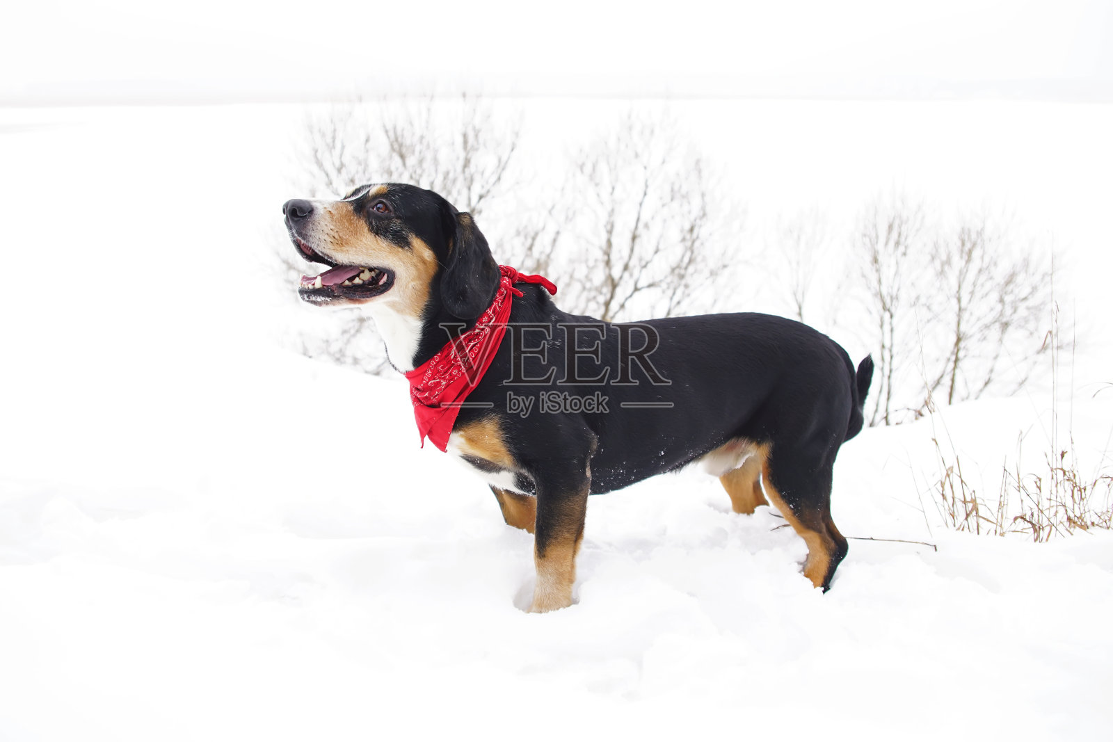 一种脖子上围着红色头巾的山地狗，冬天呆在户外雪地上照片摄影图片