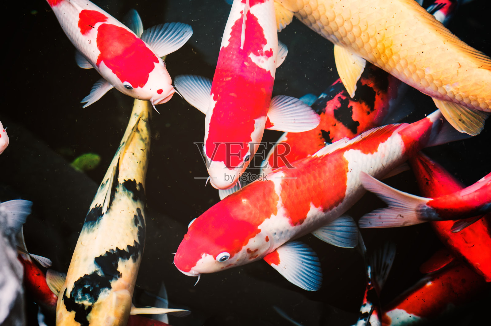 传统的日本锦鲤照片摄影图片