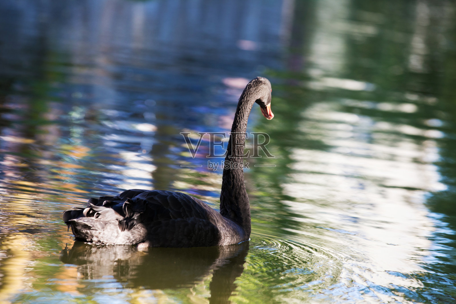 湖面上神奇的黑天鹅照片摄影图片