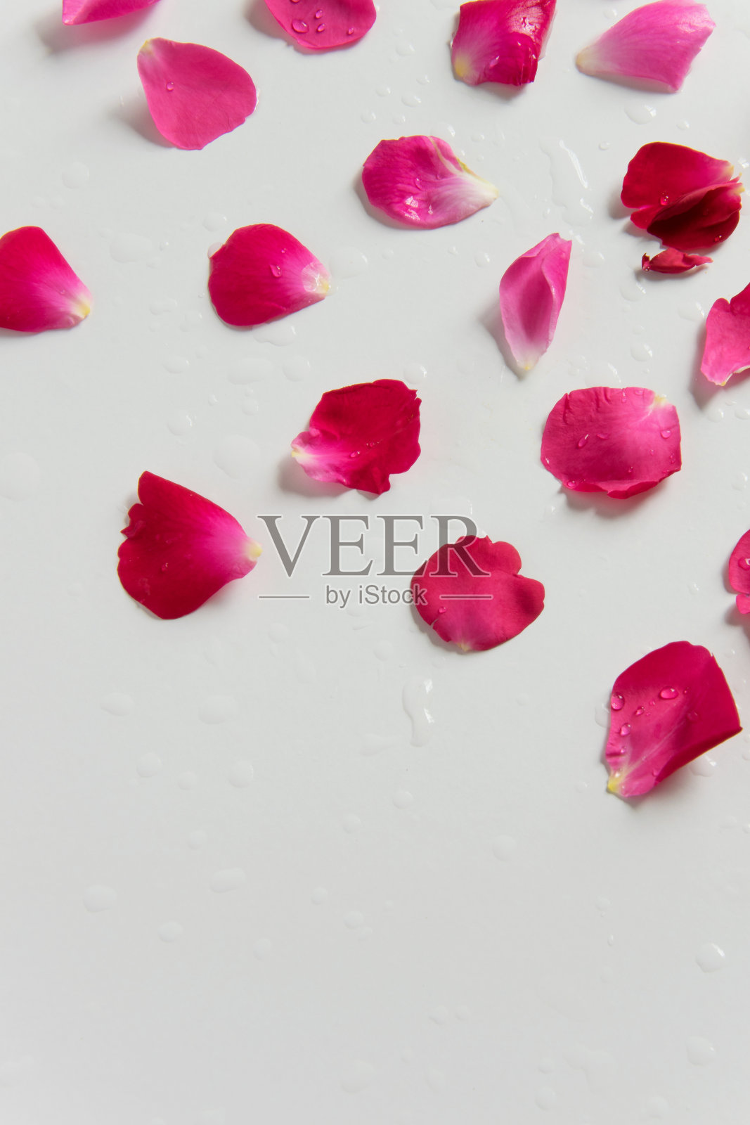 白色背景上的鲜红玫瑰花瓣照片摄影图片