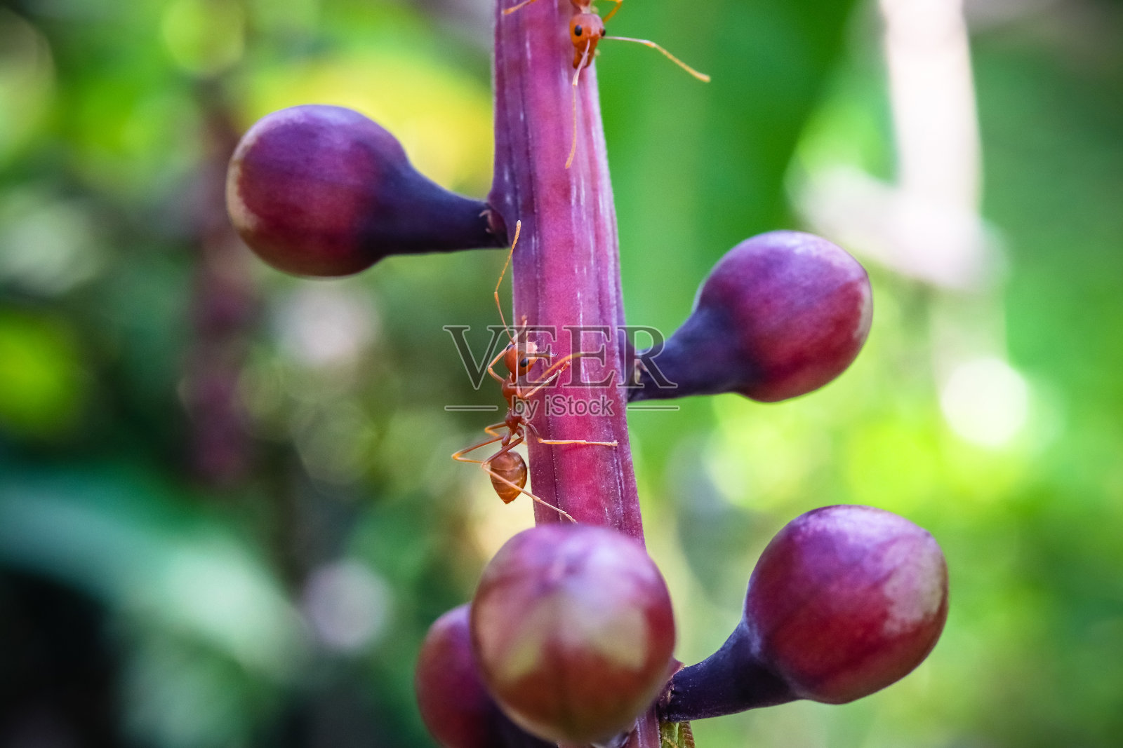 红蚂蚁在树干上的宏照片摄影图片