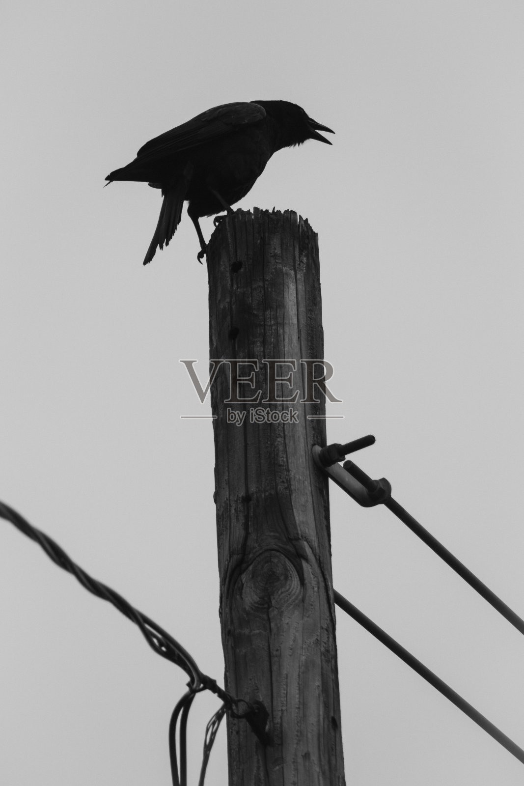 孤独的乌鸦照片摄影图片