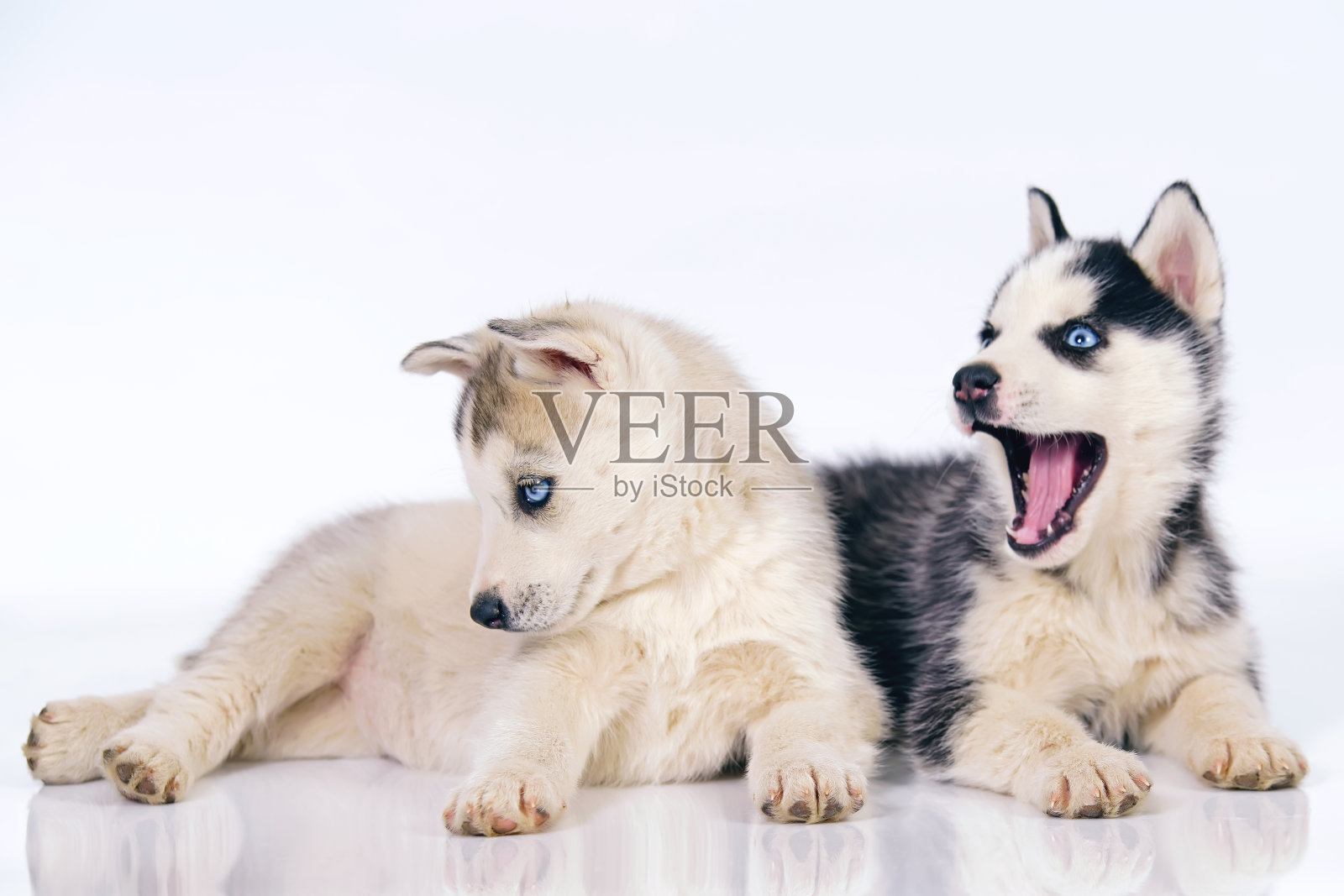 两只顽皮的西伯利亚哈士奇小狗在室内白色背景下摆姿势照片摄影图片