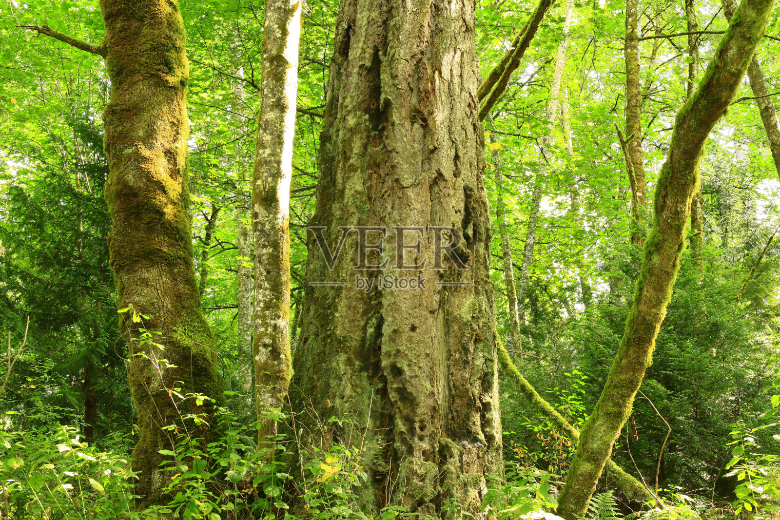 太平洋西北的森林和道格拉斯冷杉树照片摄影图片