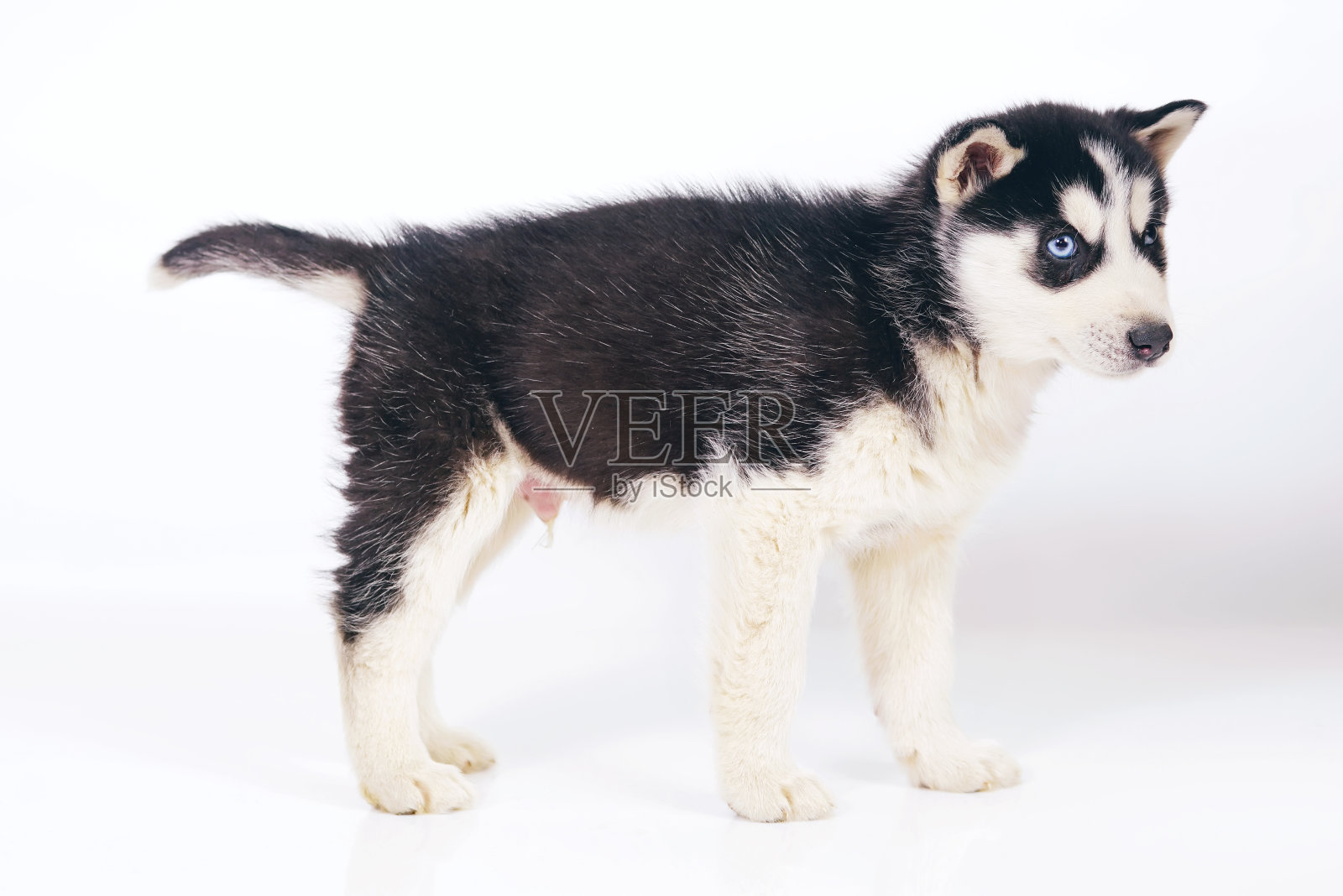 可爱的黑白西伯利亚哈士奇小狗与不同的眼睛呆在室内的白色背景照片摄影图片