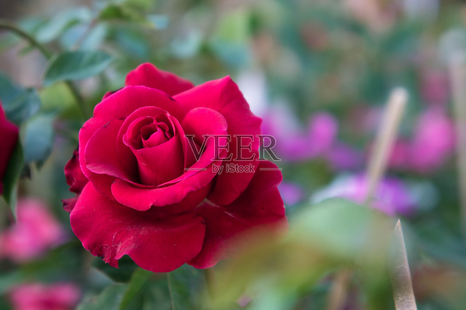 红玫瑰在花园的背景，大自然的花玫瑰为爱照片摄影图片
