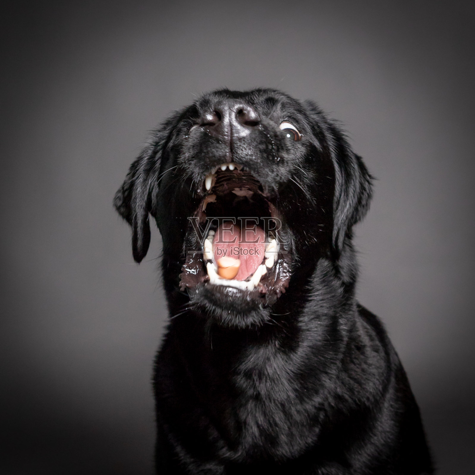 黑色拉布拉多犬捕捉食物，张开的嘴孤立在灰色背景上照片摄影图片