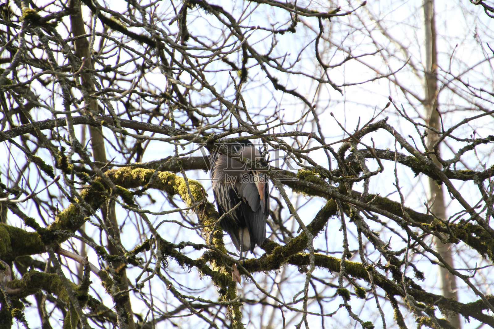 一只大蓝鹭栖息在树上照片摄影图片
