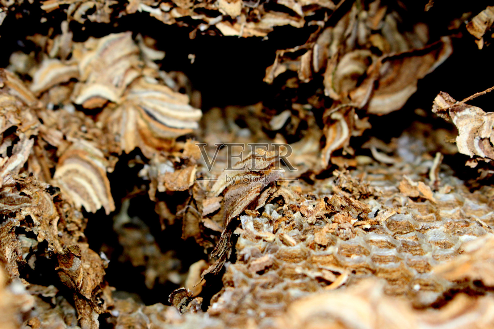 废弃的蜂巢，英国。六角形细胞和纸浆纸外部。照片摄影图片