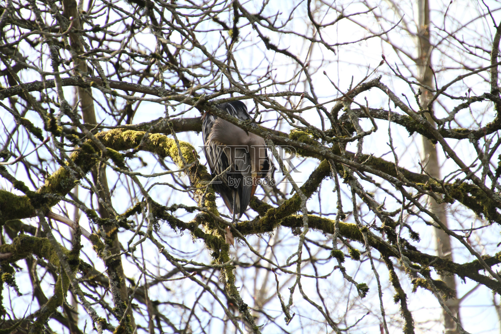一只大蓝鹭栖息在树上照片摄影图片