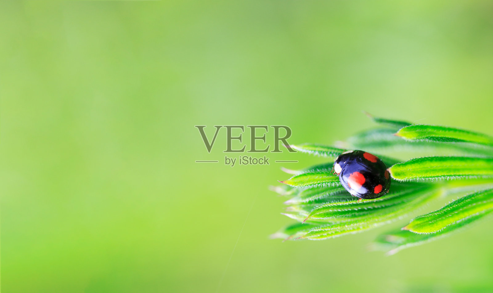 黑色与红色瓢虫斑点的草地在春天或夏天早上在绿色背景照片摄影图片