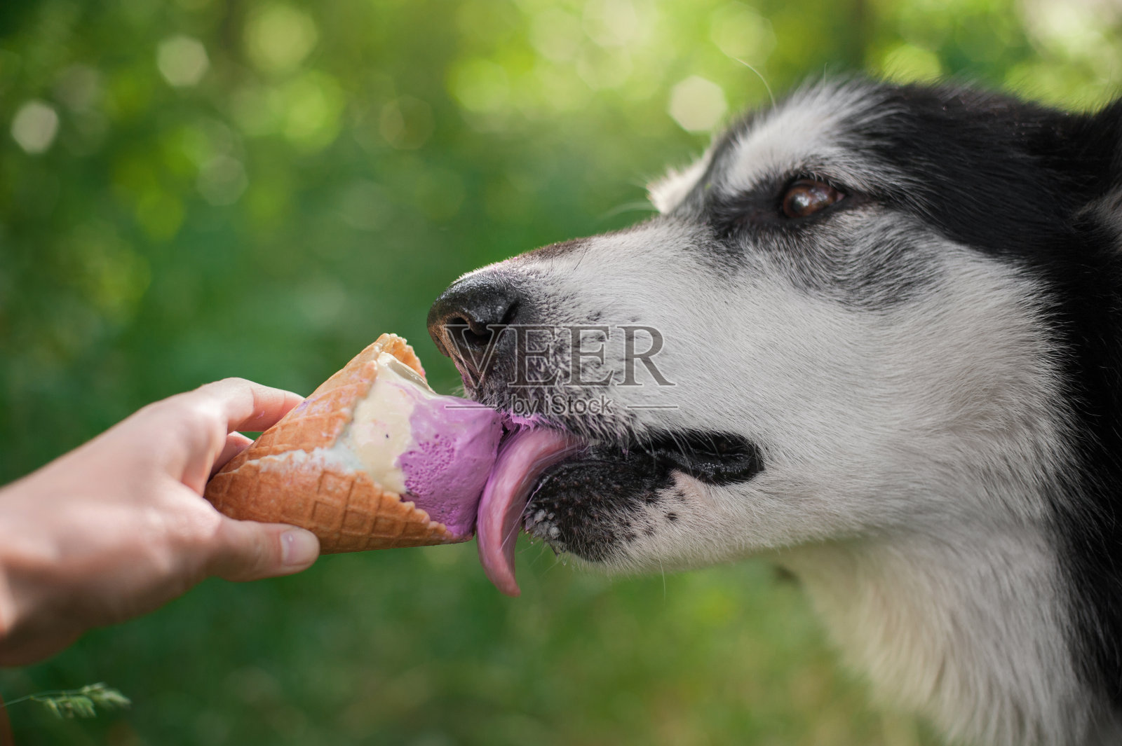狗吃着装着华夫饼角的冰淇淋照片摄影图片