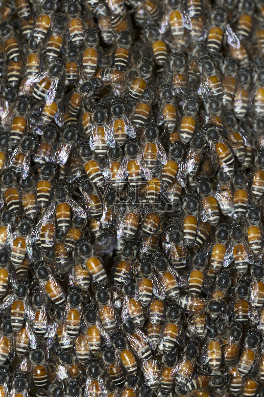 蜜蜂蜂巢照片摄影图片