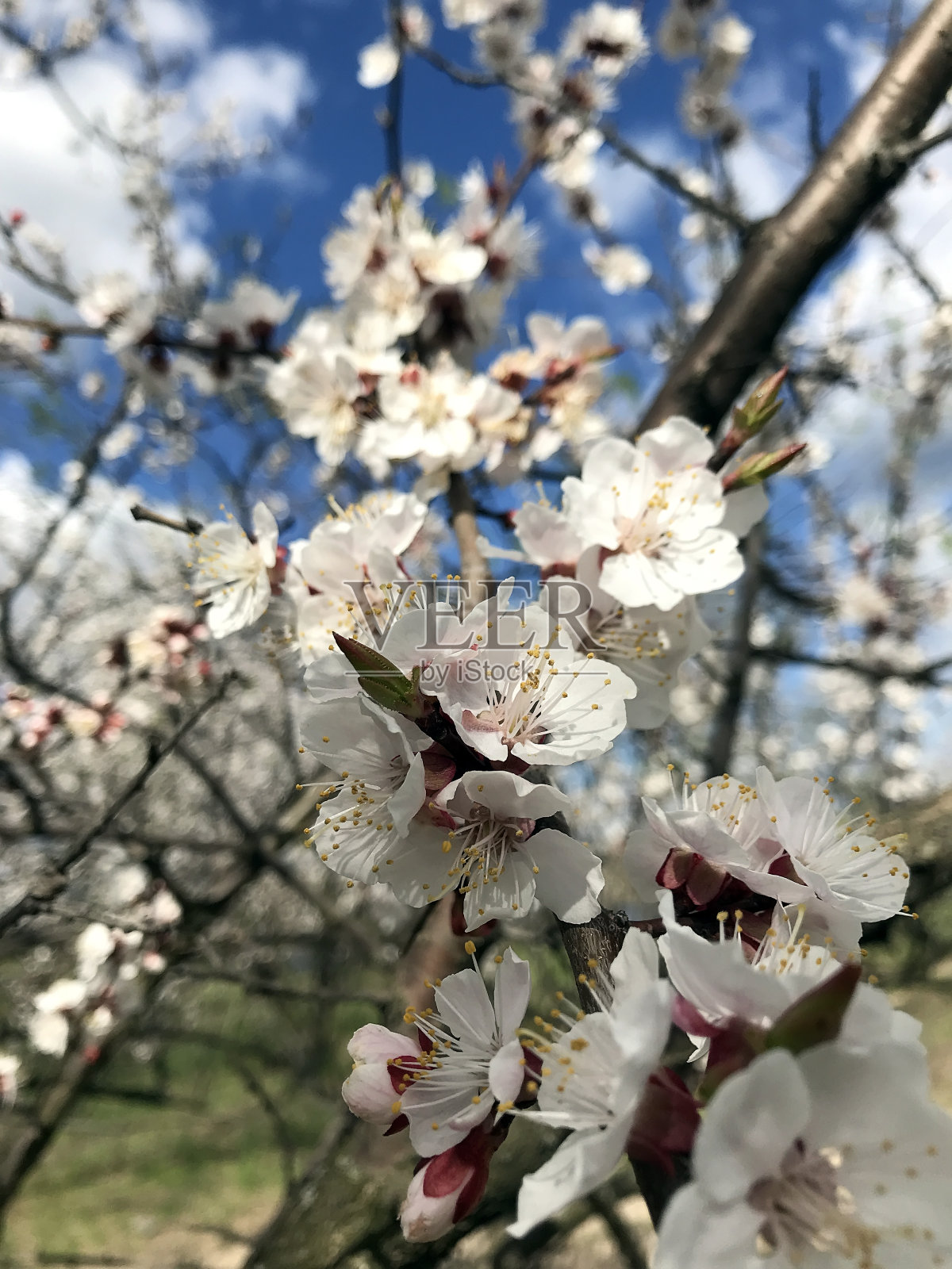 春天开花的树木照片摄影图片
