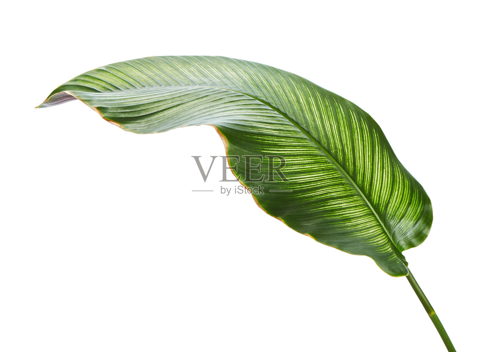 花萼(细条纹的花萼)叶，热带叶孤立在白色的背景上，与修剪路径照片摄影图片