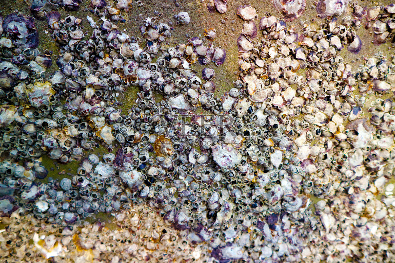 藤壶是一种有外壳的海洋甲壳类动物照片摄影图片