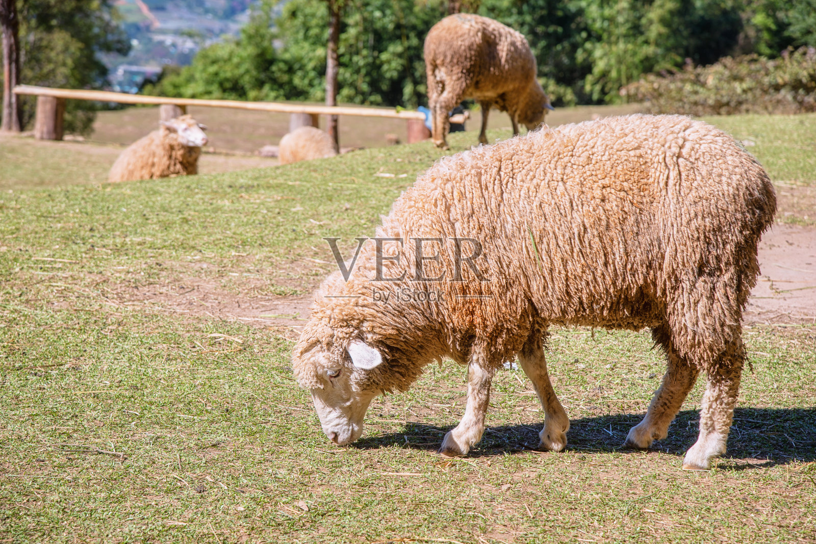 羊在草地上吃草照片摄影图片