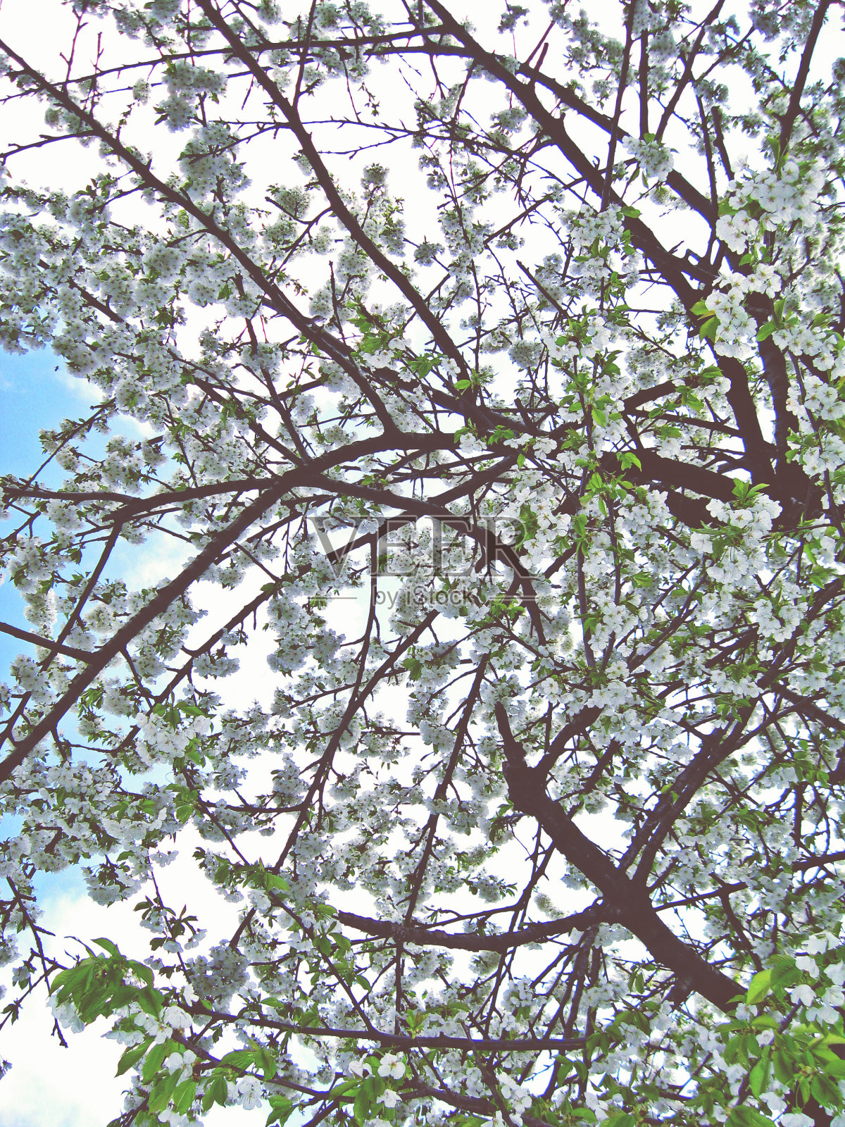 有年轻樱花的树枝照片摄影图片
