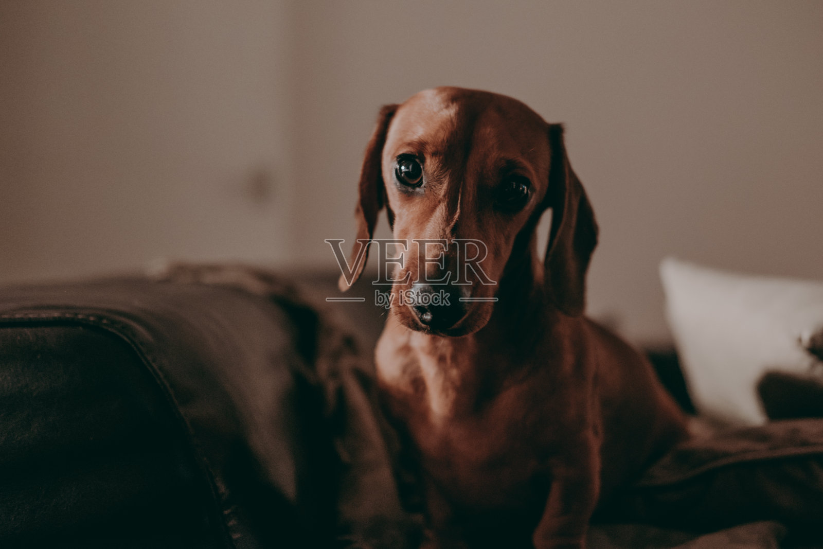 一只一岁的光滑棕色腊肠狗站在公寓里的沙发上，看着镜头。照片摄影图片