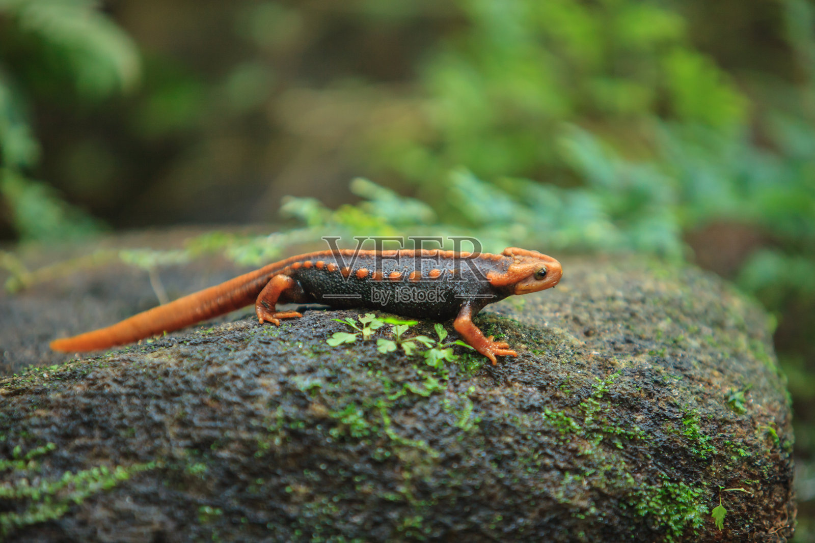 在泰国最高的山Doi Inthanon上发现了这种鳄鱼蝾螈。照片摄影图片