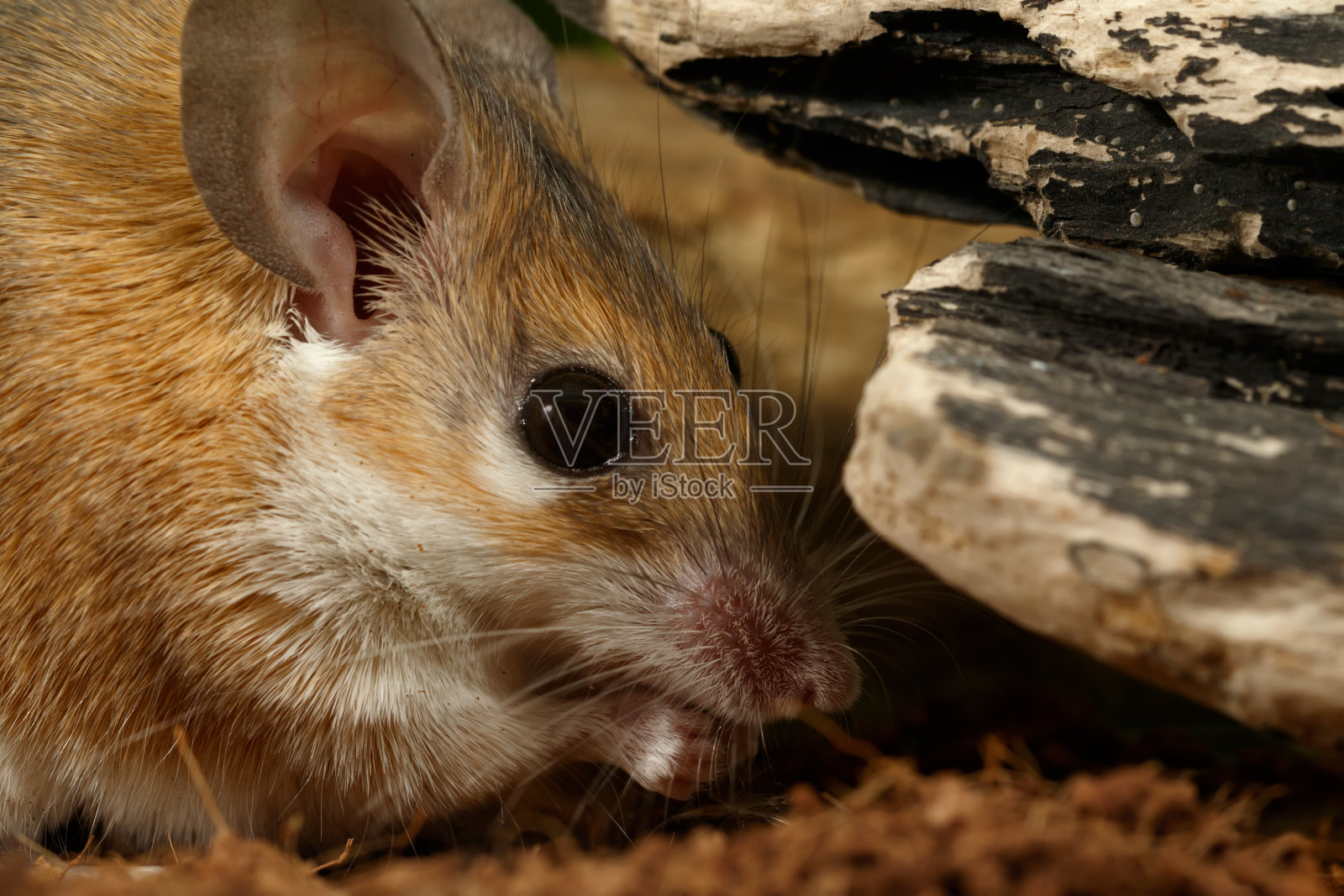 小老鼠在洞里吃昆虫的特写肖像。照片摄影图片