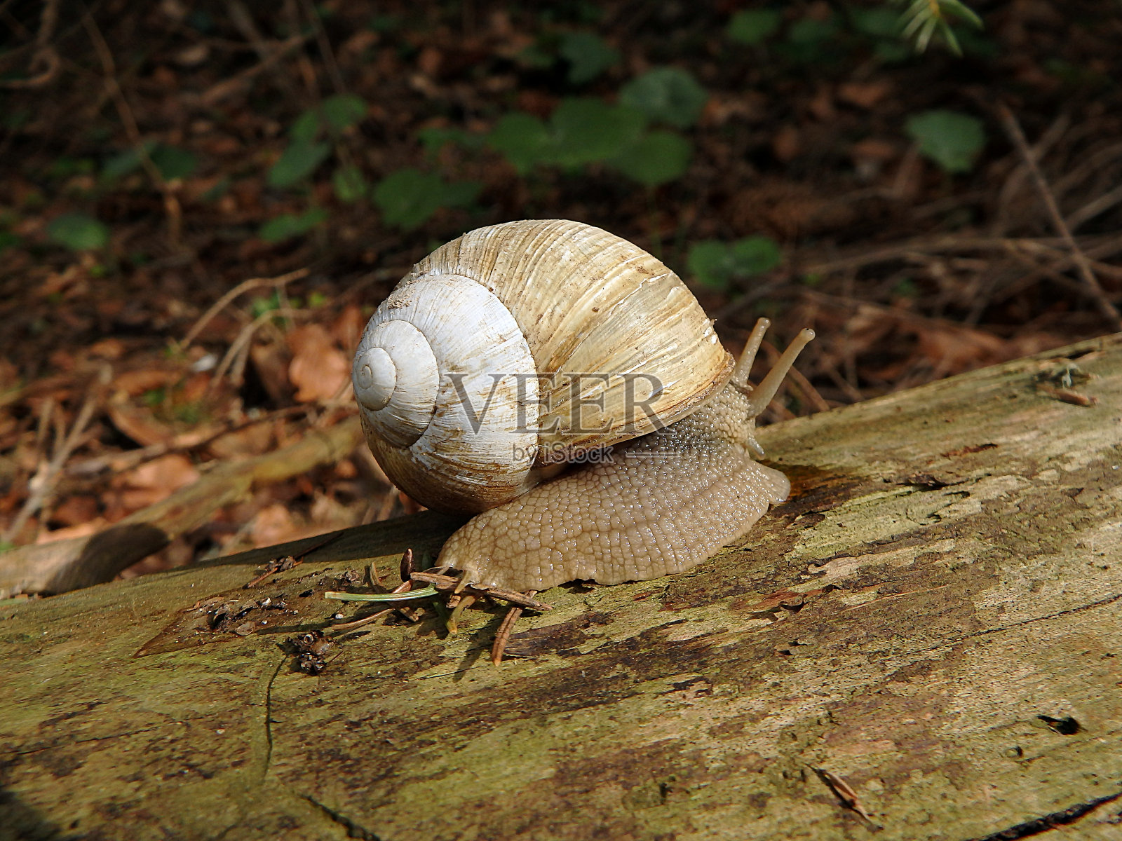 罗马蜗牛，勃艮第蜗牛，食用蜗牛，照片摄影图片