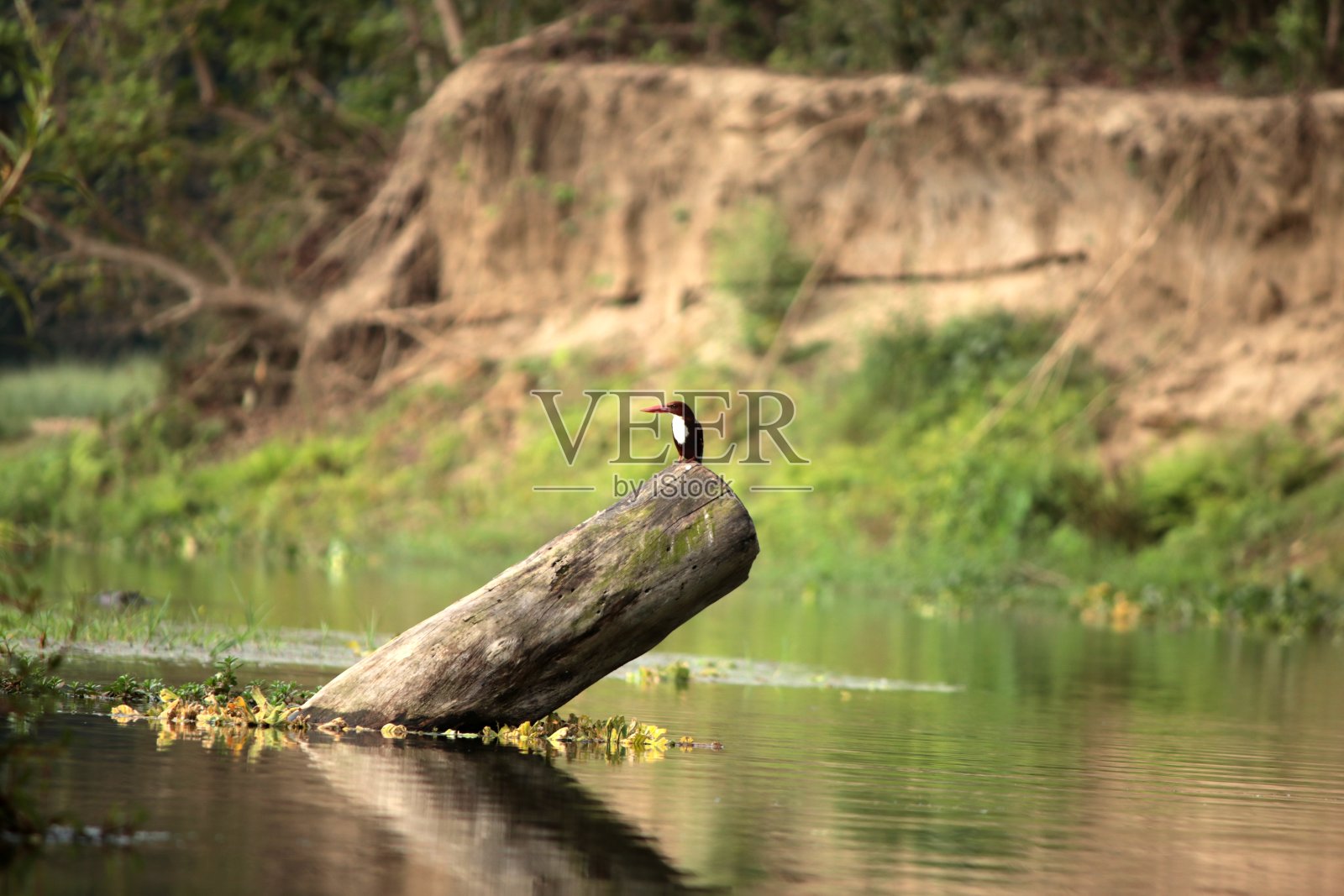 尼泊尔奇旺国家公园的白喉翠鸟照片摄影图片