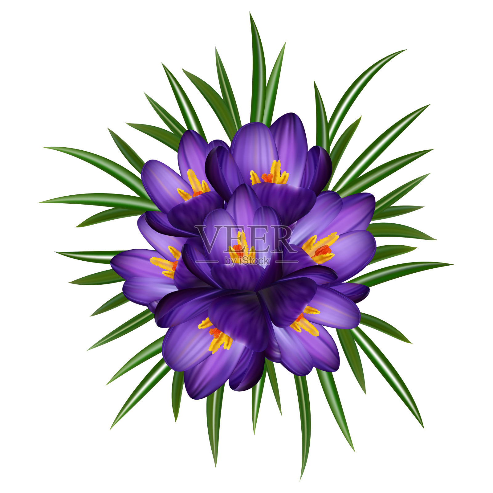 紫番红花插画图片素材