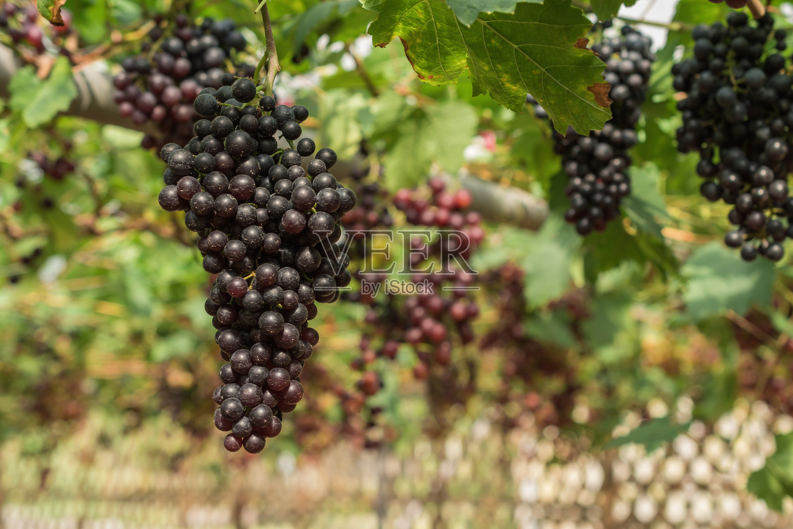 一大串红酒葡萄挂在绿叶藤蔓上。自然背景。葡萄酒的概念。照片摄影图片