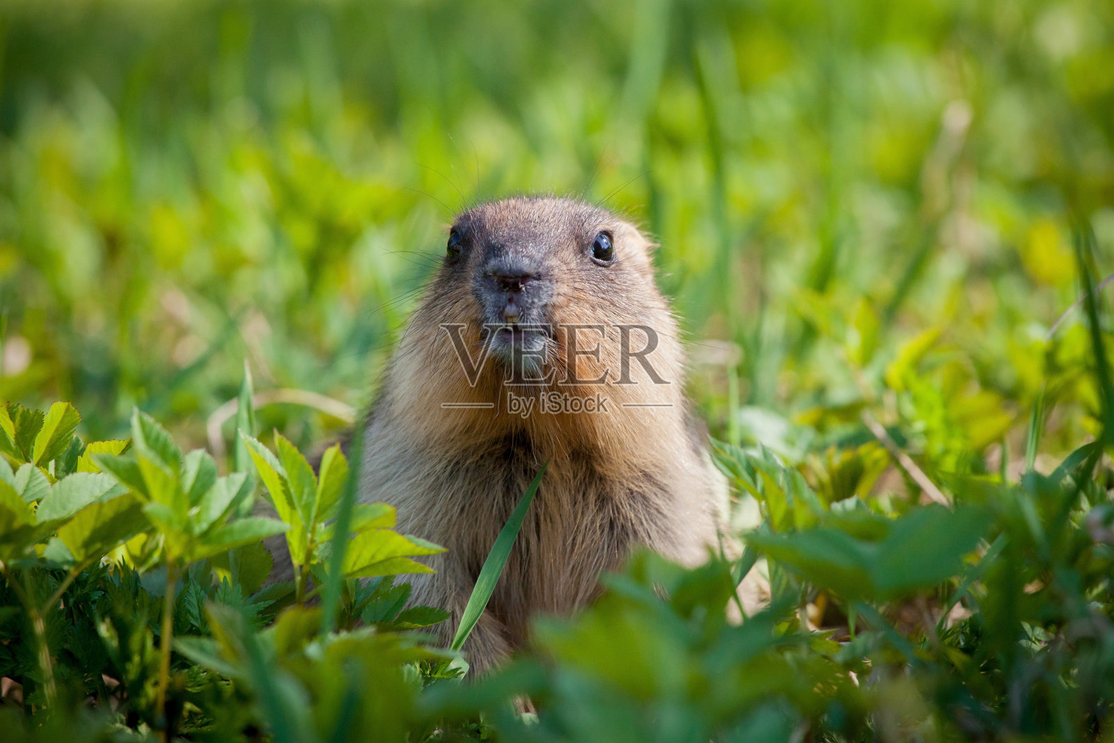 草地上的土拨鼠幼崽照片摄影图片
