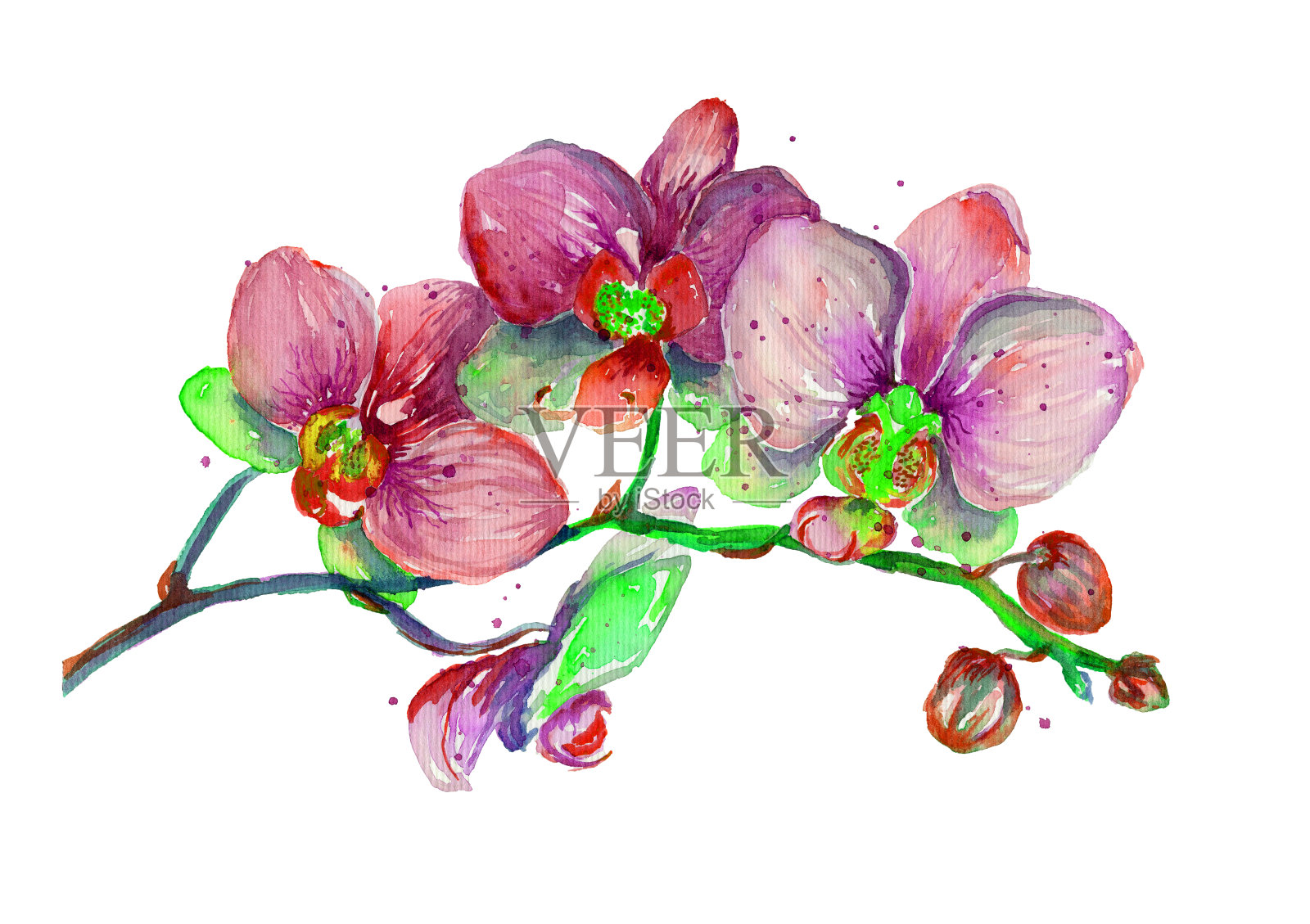 水彩兰花枝在白色的背景上。插画图片素材