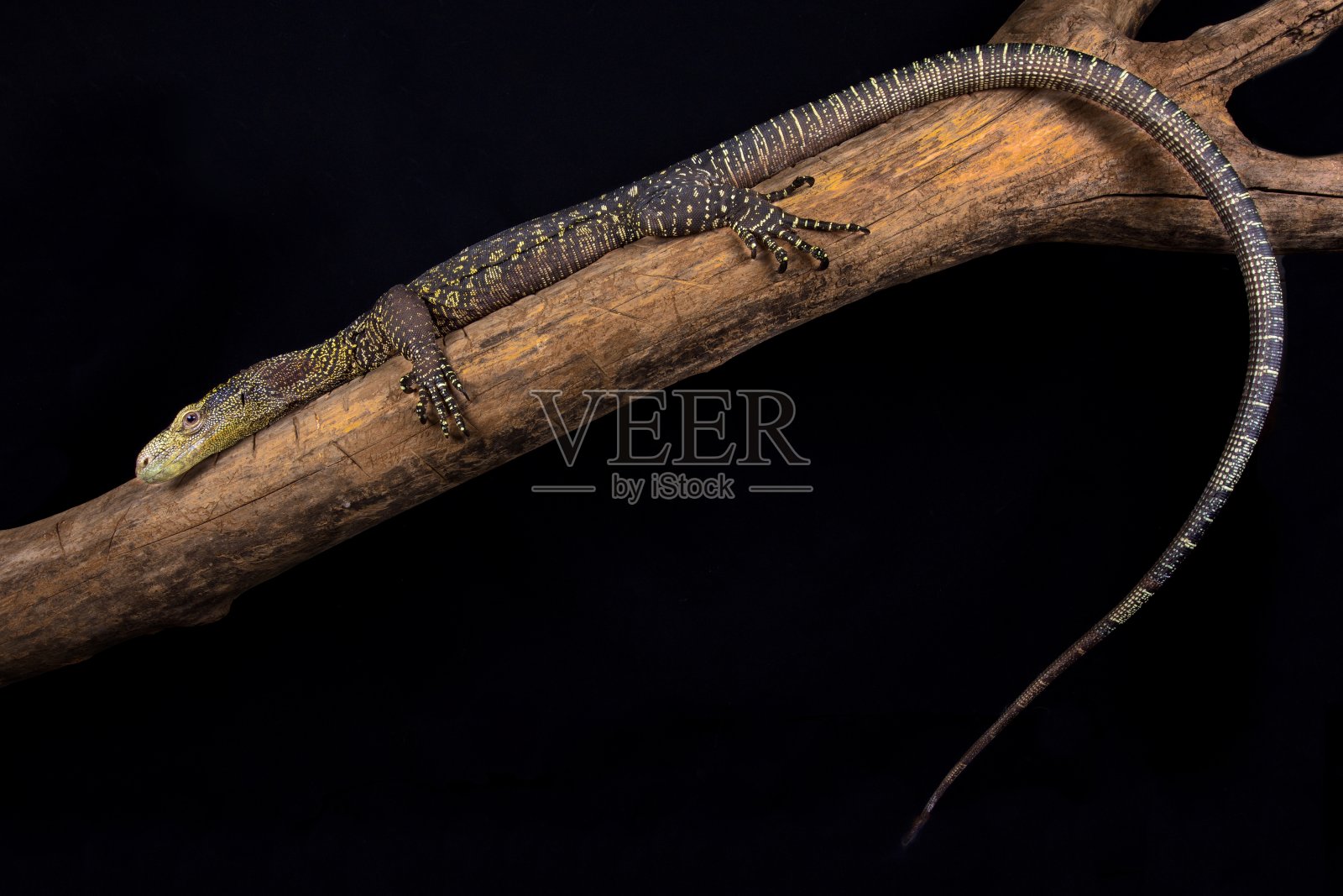 鳄鱼监视器(Varanus salvadorii)照片摄影图片