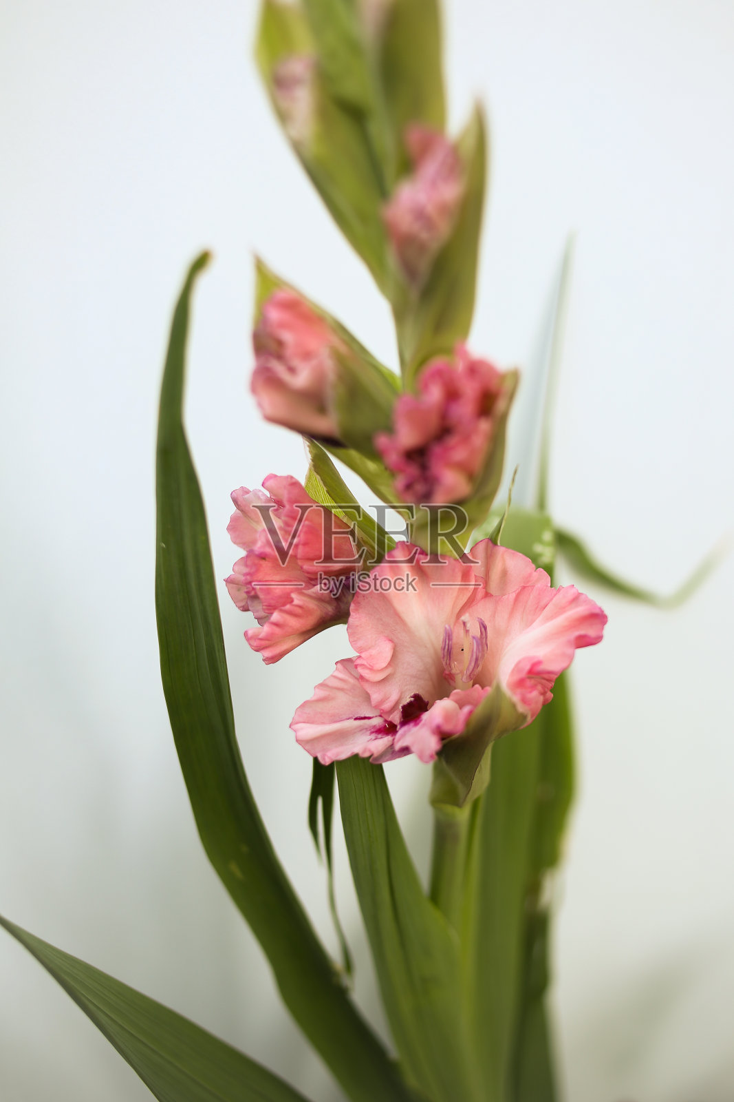 粉红色剑兰花束孤立在白色背景，新鲜盛开的剑兰照片摄影图片