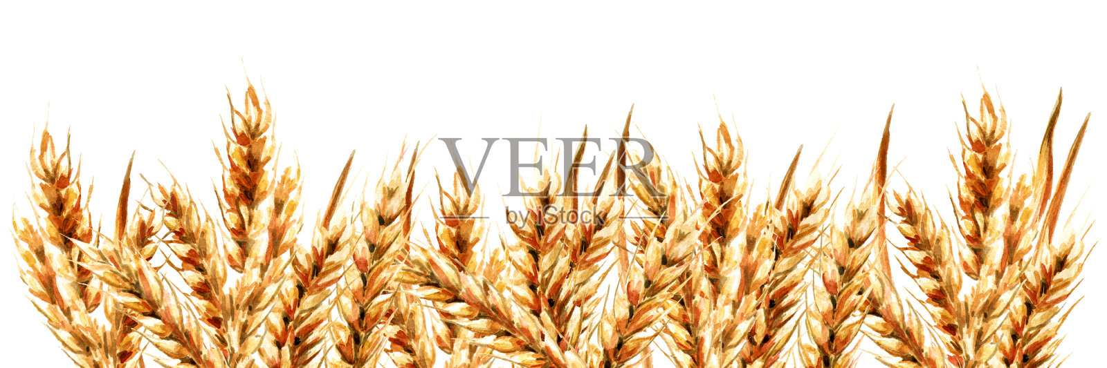 耳朵的小麦。水彩手绘水平插图，孤立在白色背景插画图片素材