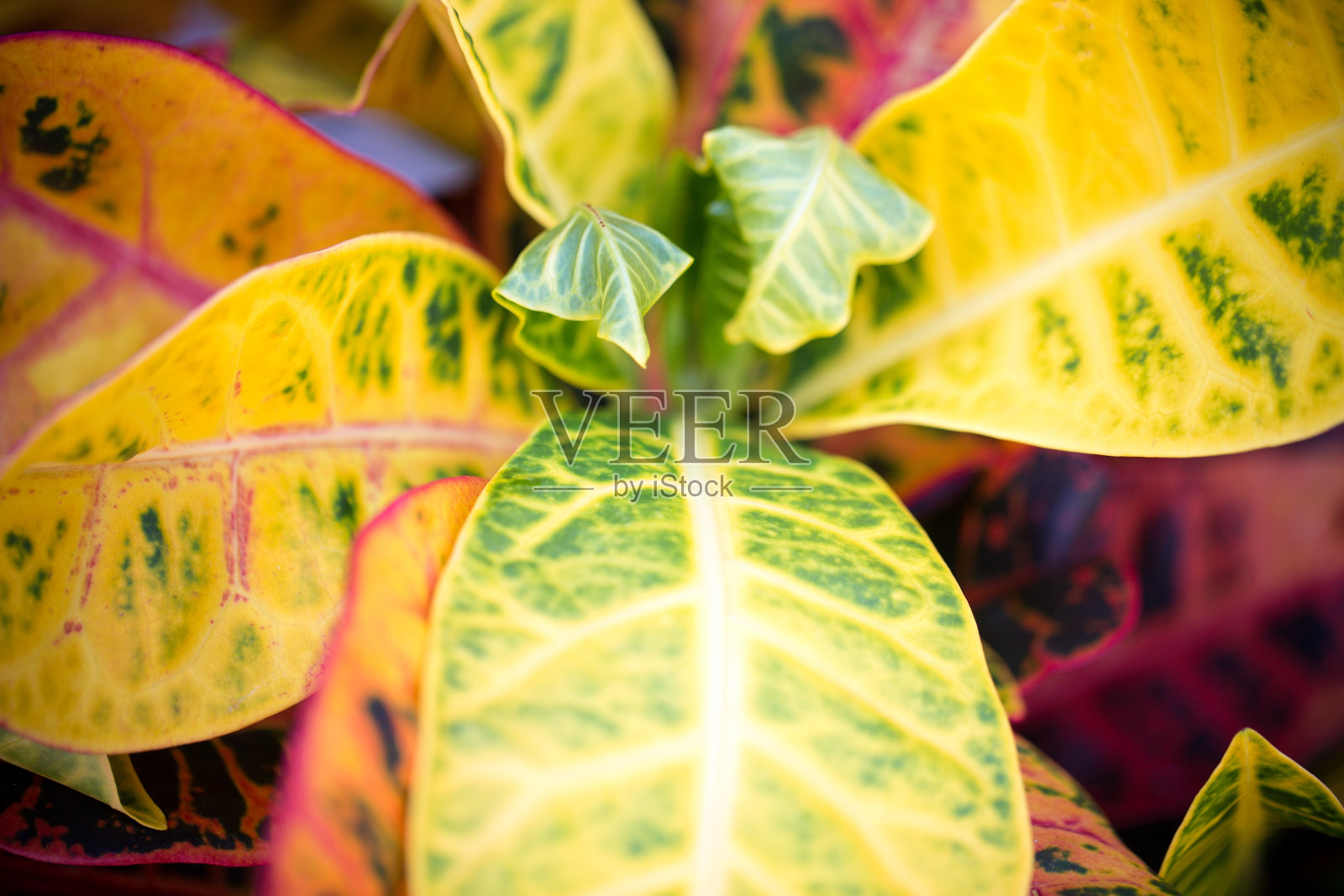美丽的植物在夏天叶子照片摄影图片