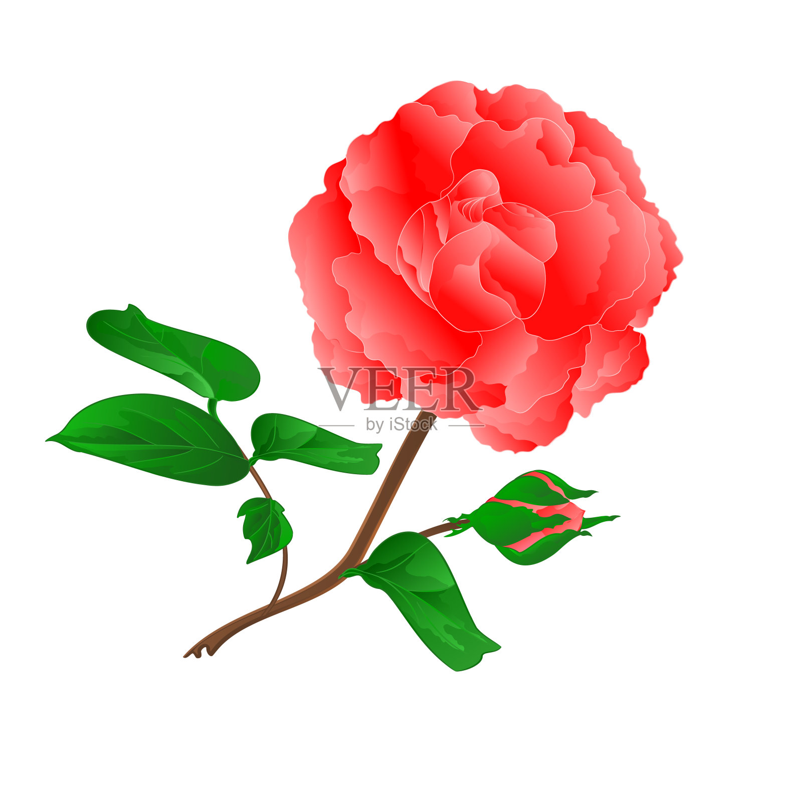 嫩枝粉红玫瑰和花蕾年份上的白色背景矢量插图可编辑插画图片素材